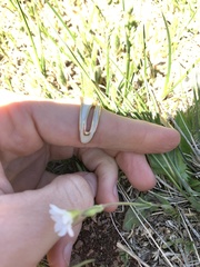 Cerastium beeringianum