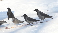 Corvus cornix × corone