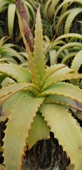 Aloe arborescens