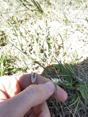Cerastium beeringianum