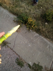 Grindelia squarrosa