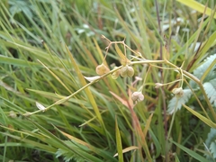 Veronica scutellata