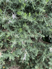 Ulex