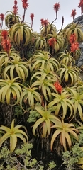 Aloe arborescens