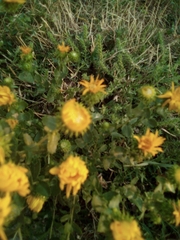 Grindelia squarrosa