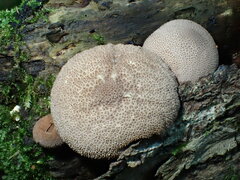 Lycoperdon subincarnatum