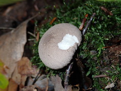 Lycoperdon subincarnatum