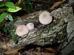 Lycoperdon subincarnatum