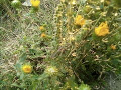 Grindelia squarrosa