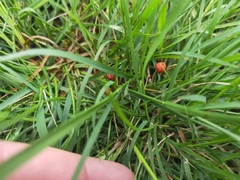 Cruentomycena viscidocruenta