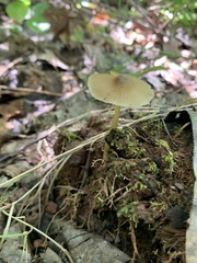 Entoloma strictius