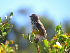 Prinia maculosa