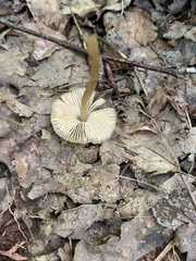 Entoloma strictius
