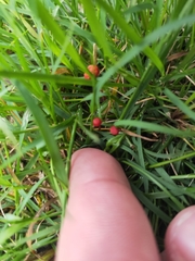 Cruentomycena viscidocruenta