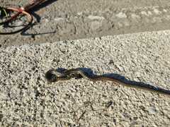 Zamenis longissimus