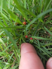 Cruentomycena viscidocruenta