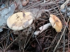 Russula decolorans