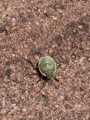 Chlorochroa