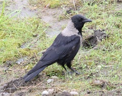 Corvus cornix × corone