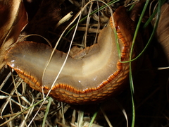 Arion