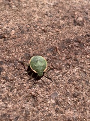 Chlorochroa