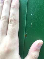 Adalia decempunctata