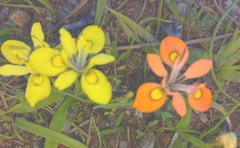 Moraea papilionacea