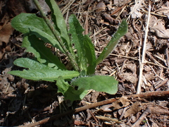 Hypochaeris radicata