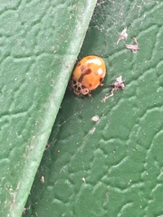 Adalia decempunctata