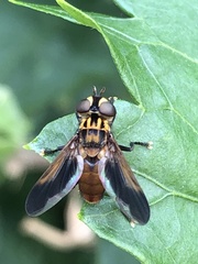 Trichopoda pictipennis