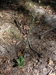 Hypochaeris radicata