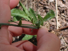 Hypochaeris radicata