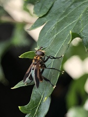 Trichopoda pictipennis