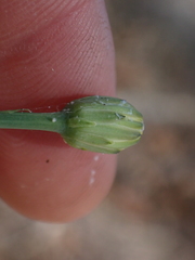 Hypochaeris radicata