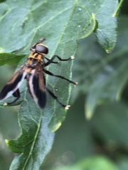 Trichopoda pictipennis