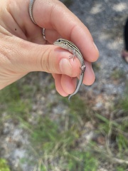 Aspidoscelis sexlineatus