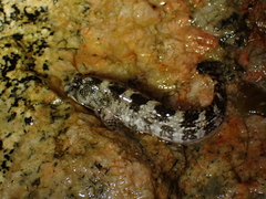 Coryphoblennius galerita