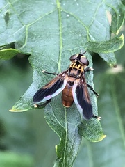 Trichopoda pictipennis