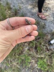 Aspidoscelis sexlineatus
