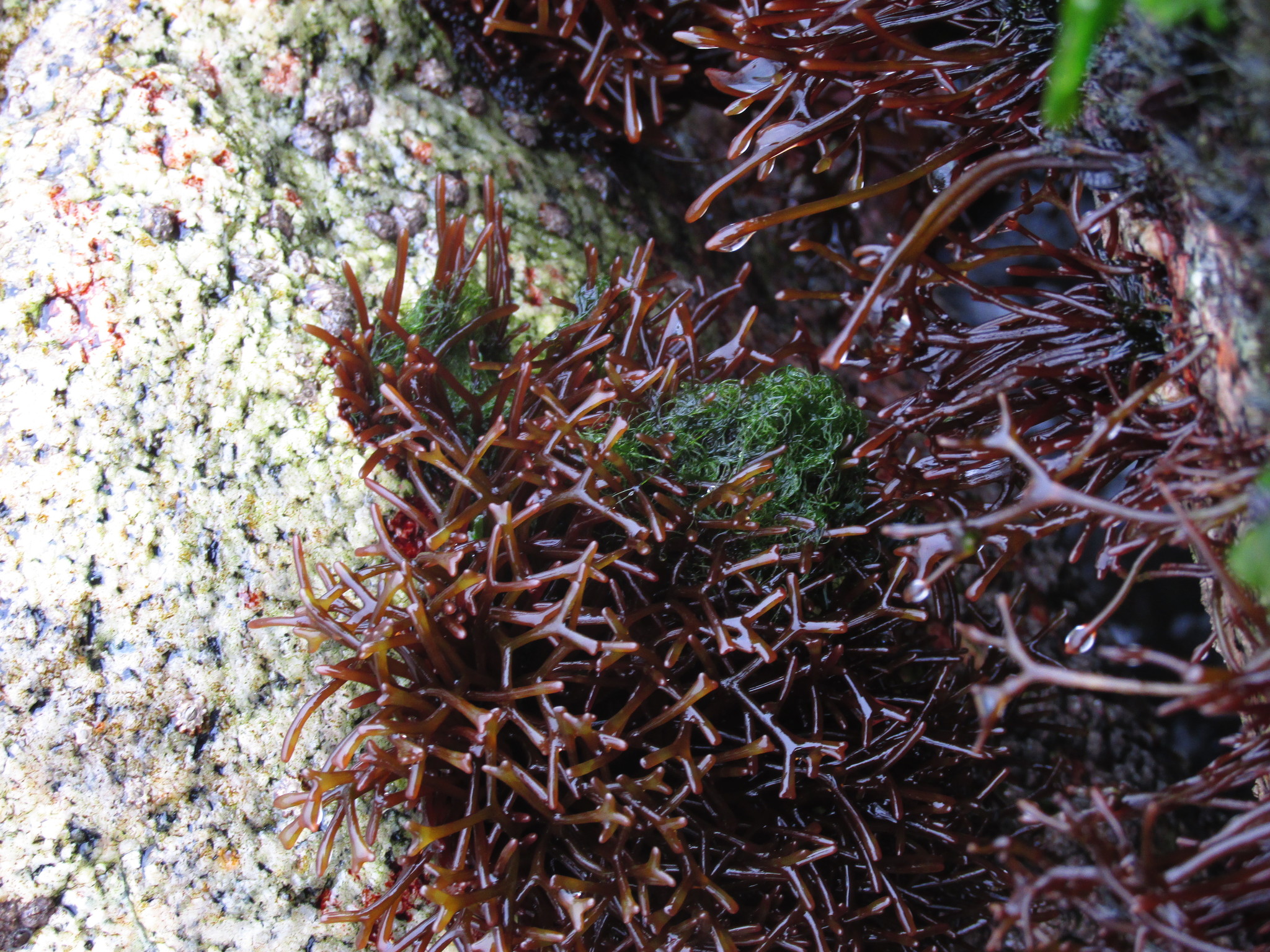 Chaetomorpha brachygona