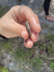 Aspidoscelis sexlineatus