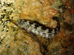 Coryphoblennius galerita