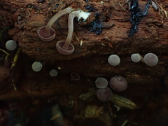 Callistosporium purpureomarginatum