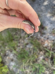 Aspidoscelis sexlineatus
