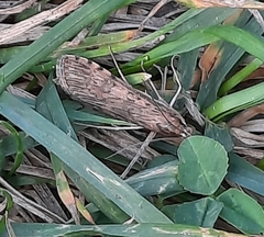 Nomophila nearctica