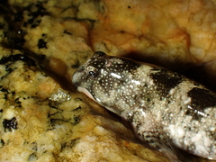 Coryphoblennius galerita