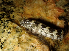 Coryphoblennius galerita