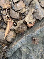 Gnaphosidae