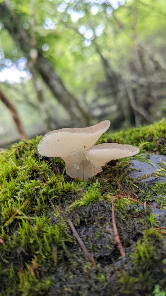 Pseudohydnum gelatinosum · September 2022 · photo: © atsushi_nakajima_cirque (iNaturalist, cc-by)