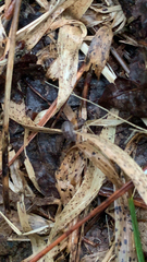 Armadillidium nasatum